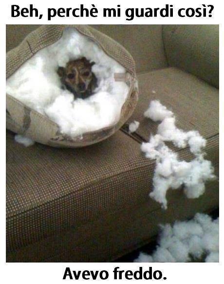 Immagine Divertente - 11/04/2013