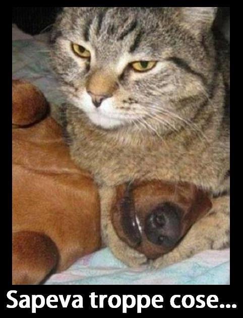 Immagine Divertente - 11/04/2013