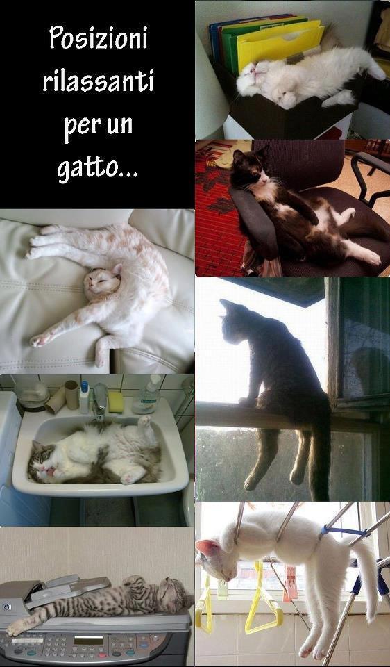 SO' GATTI !! - 12/04/2013