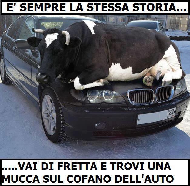 Immagine Divertente - 20/04/2013