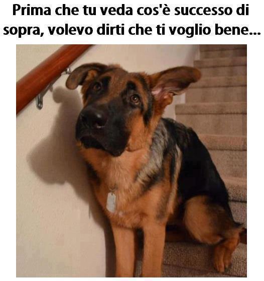 Immagine Divertente - 13/05/2013