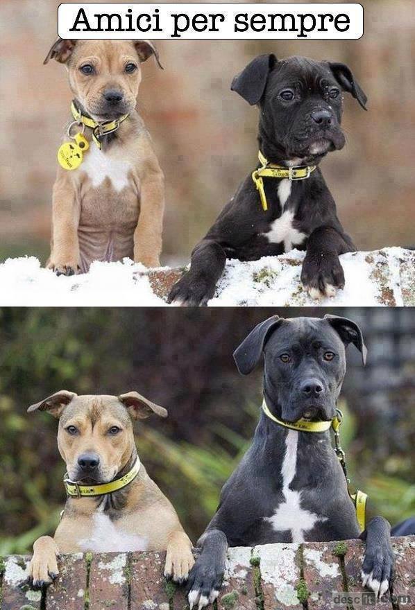 Immagine Divertente - 20/05/2013