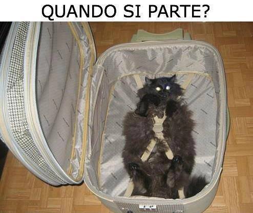 Immagine Divertente - 20/05/2013