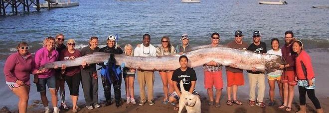 TROVATO UN PESCE REMO GIGANTE: ''LUNGO PIÙ DI SEI METRI, È DA RECORD'' - FOTO - 16/10/2013