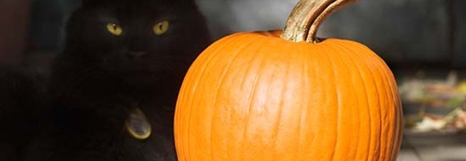 STRAGE DI GATTI NERI PER HALLOWEEN ''CI FANNO I RITI SATANICI, ATTENTI AL VOSTRO'' - 17/10/2013
