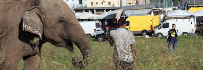 ROMA, ELEFANTE AL MERCATO, SCAPPATO DAL CIRCO: ''AVEVA FAME'' - FOTO - 07/11/2013