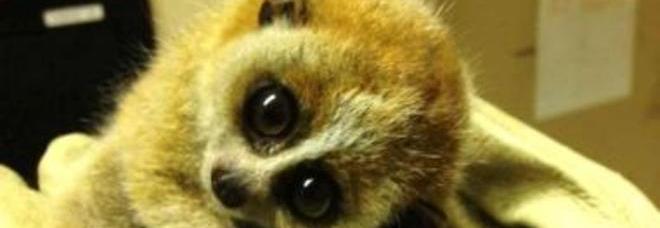 ECCO IL CUCCIOLO PIÙ TENERO DEL MONDO: È UN PIGMEO. ''PESA 21 GRAMMI'' - 13/11/2013