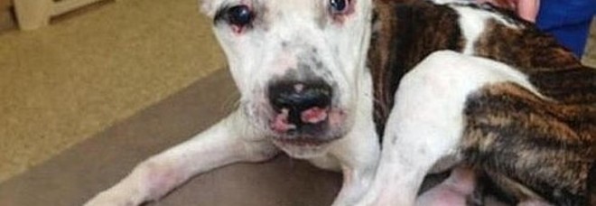 TORTURA IL SUO CANE: FERITE, USTIONI E OSSA ROTTE. PADRONE CONDANNATO A 55 ANNI DI CARCERE - FOTO - 19/11/2013