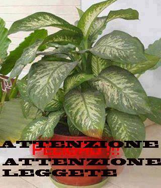 ATTENZIONE: TUTTE LE PERSONE CHE HANNO QUESTA PIANTA - 19/12/2013