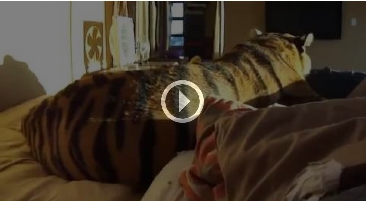 DORMIRE CON UNA TIGRE ? PERCHE NO - IL VIDEO CHE SPOPOLA SUL WEB - 18/12/2013