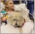 IL CANE JJ SALVA LA VITA ALLA PADRONCINA IN SALA OPERATORIA. ''PREVEDE ATTACCHI ALLERGICI'' - 21/12/2013
