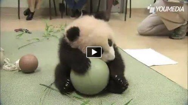 UN PICCOLO PANDA GIOCA CON LA PALLA - DIVENTA LA STAR DEL WEB - 27/12/2013
