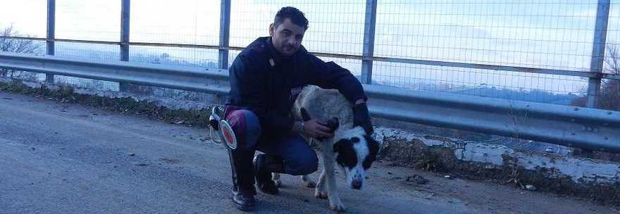 CANE LEGATO AL GUARDRAIL E ABBANDONATO IN AUTOSTRADA, STAVA SOFFOCANDO: SALVATO DALLA POLIZIA - 02/01/2014