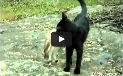 GATTO E GUFO CHE GIOCANO - VIDEO BOOM - 07/01/2014