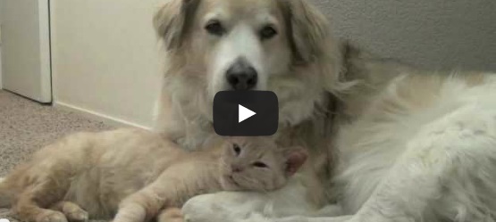 LA STRAORDINARIA AMICIZIA TRA CANE E GATTO - VIDEO - 07/01/2014