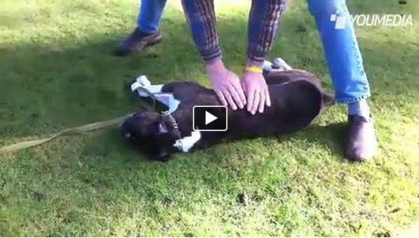 UN EMOZIONANTE SALVATAGGIO DI UN CANE DURANTE UN ATTACCO EPILETTICO - VIDEO - 10/01/2014