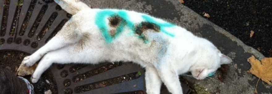 ROMA, GATTO SEVIZIATO E LASCIATO IN STRADA. ''GLI HANNO CAVATO GLI OCCHI'' - 13/01/2014