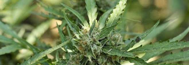 TORINO, IL COMUNE DICE SÌ ALLA CANNABIS: ''SIA PER SCOPI TERAPEUTICI CHE RICREATIVI'' - 14/01/2014