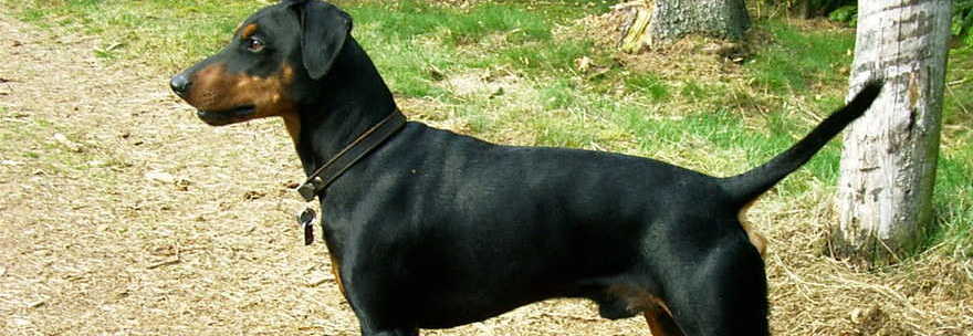 BRICIOLA, IL CANE EROE, SALVA I SUOI PADRONI  DALL'INCENDIO. POI MUORE INTOSSICATO DAL FUMO - 18/01/2014