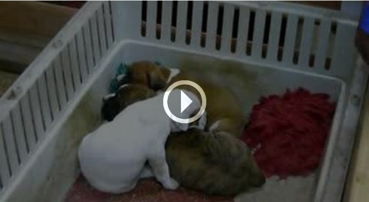 CANTA LA NINNA NANNA AI CUCCIOLI - IL VIDEO CHE HA INTENERITO IL WEB - 19/01/2014