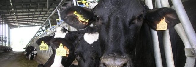 LE FLATULENZE DI 90 MUCCHE FANNO ESPLODERE UNA STALLA: CONTENGONO METANO - 01/02/2014