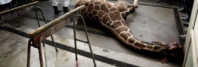 MARIUS, LA GIRAFFA UCCISA ALLO ZOO. ''ERA IN SALUTE, CONDANNATA PER IL SOVRAFFOLLAMENTO'' - FOTO ALL'INTERNO - 09/02/2014