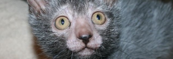 ECCO LIKOYCAT, IL GATTO-LUPO AFFETTUOSO COME UN CANE - FOTO - 20/02/2014