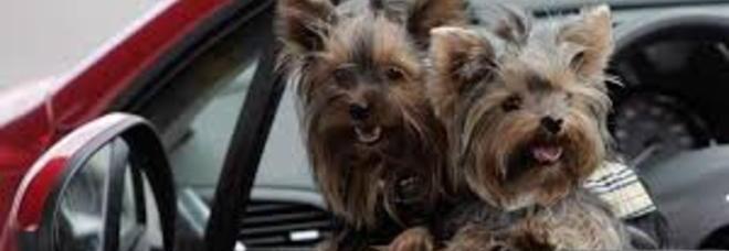 ATTENTI AI VOSTRI CANI: BOOM DI RAPIMENTI. ''DESTINATI ALLA VIVISEZIONE E AI COMBATTIMENTI'' - 17/02/2014