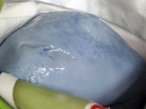UN NUOVO CASO DI ''MOZZARELLE BLU'' E SCATTA L'ALLARME - 23/02/2014