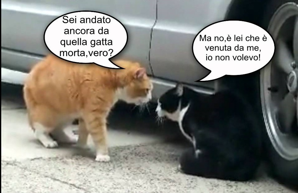 PROBLEMI DI COPPIA TRA GATTI: IL TRADIMENTO DI LUI E LA MICIA SI INFURIA - VIDEO FANTASTICO - 04/03/2014