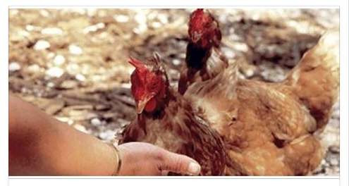 VIOLENTA LA GALLINA IN UN POLLAIO, POI LA SCENA SHOCK NEL GIARDINO - 10/05/2016
