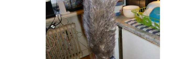 UN TOPO GIGANTE IN CUCINA: LUNGO 40 CM. TERRORE IN CASA PER UNA FAMIGLIA - GUARDA - 26/03/2014