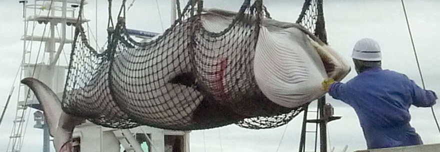 LA CACCIA ALLE BALENE È ILLEGALE: STOP DELL'ONU AL GIAPPONE -FOTO - 01/05/2014