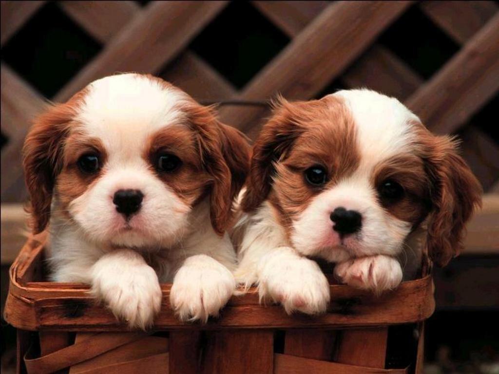 TEST: MA TU CHE CANE SARESTI? - PROVA - 21/04/2014