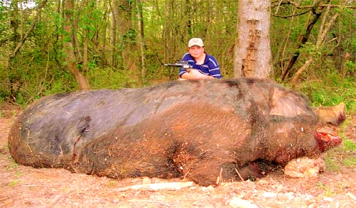 RAGAZZINO 14ENNE UCCIDE UN CINGHIALE DI 850 KG CON UNA PISTOLA A GAS - 03/05/2014