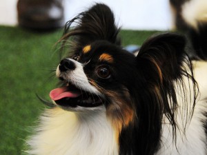 L'ALIMENTO PER NOI INNOCUO MA VELENO PER I NOSTRI CANI - 09/05/2014