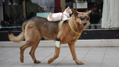 GATTO CAVALCA UN CANE CON GLI OCCHIALI DA SOLE - LA FOTO FA IL GIRO DEL WEB - 24/05/2014