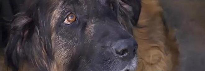PORTA IL CANE A MORIRE: SEI MESI DOPO LO TROVA NEL RETRO DELLA CLINICA: ''USATO PER TRASFUSIONI'' - 02/06/2014