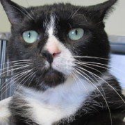 GATTO PUZZOLENTE RESTITUITO ALLA PROTEZIONE ANIMALI: ''FA TROPPE SCOREGGE'' - 06/06/2014