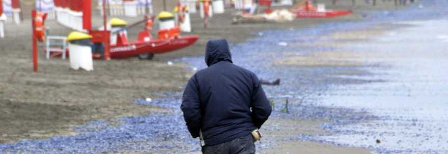 OSTIA, INVASIONE DI MEDUSE VELELLA: LA SPIAGGIA DIVENTA BLU - FOTO - 02/05/2014