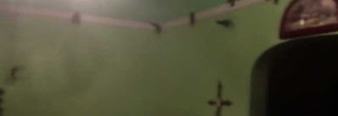 GLI UCCELLI INVADONO LA CASA, L'INCUBO DI UNA DONNA: ''COME NEL FILM HORROR DI HITCHCOCK'' - 09/06/2014