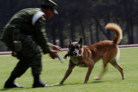 CANE SPARA AL SEDERE DEL PADRONE CACCIATORE. LA STORIA FA IL GIRO DEL WEB - FOTO - 12/06/2014