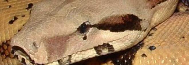 SENTONO RUMORI IN CASA E SCOPRONO UN SERPENTE BOA IN CUCINA, PAURA A FIRENZE - 22/06/2014
