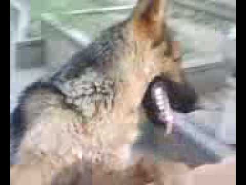 CANE E PADRONE SI AMMALANO E MUOIONO NELLO STESSO GIORNO. LA STORIA CHE HA COMMOSSO IL MONDO - 25/06/2014