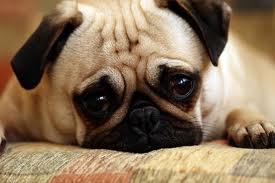 LA PREGHIERA DEL CANE - LEGGI - 07/07/2014