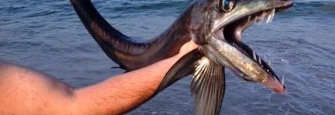 IL ''PESCE CANNIBALE'' TROVATO IN SPIAGGIA: PAURA E SORPRESA TRA I BAGNANTI - GUARDA - 10/07/2014