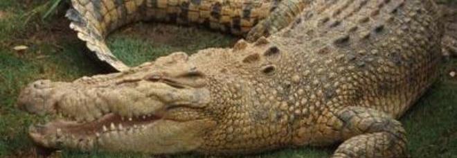 DONNA DI 120 CHILI CADE SU UN COCCODRILLO, L'ANIMALE SOTTO CHOC: ''È STATO MALE PER ORE'' - 14/07/2014