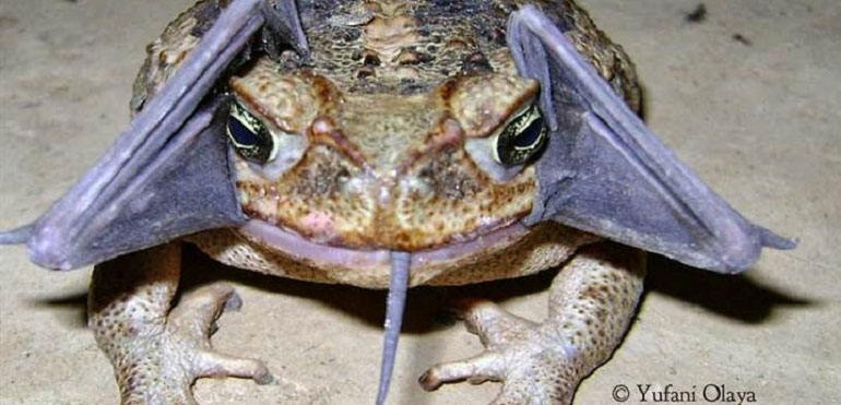 LA VERA STORIA DEL ROSPO CON LE ALI DA PIPISTRELLO - FOTO - 15/07/2014