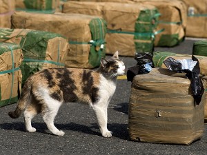 GATTO PORTA IN CASA 5 GRAMMI DI CANNABIS - 17/07/2014