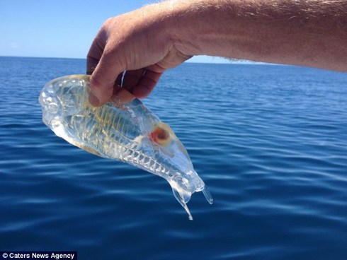 IL PESCE COMPLETAMENTE TRASPARENTE CHE INCURIOSISCE GLI SCENZIATI - FOTO - 18/07/2014